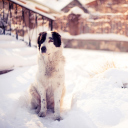 Dog In Snowy Yard wallpaper 128x128