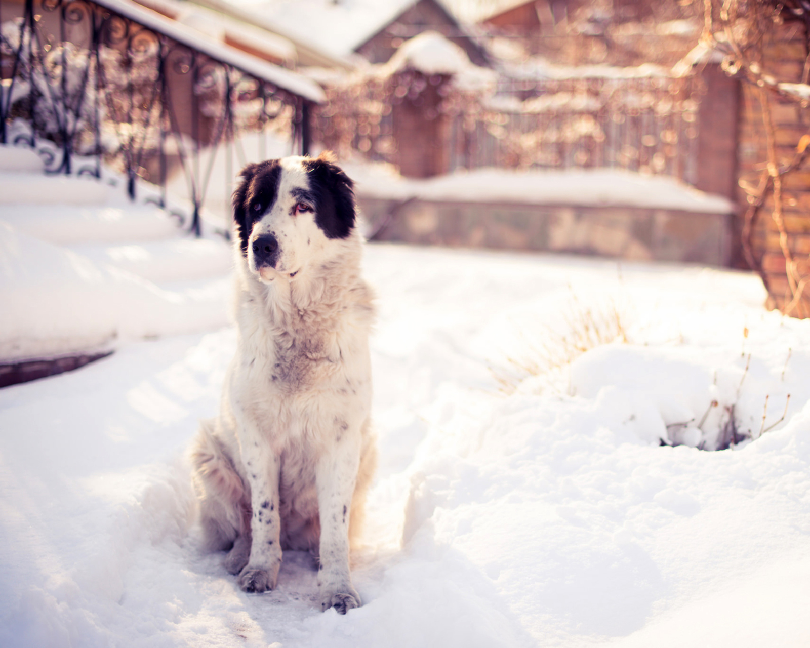 Dog In Snowy Yard wallpaper 1600x1280