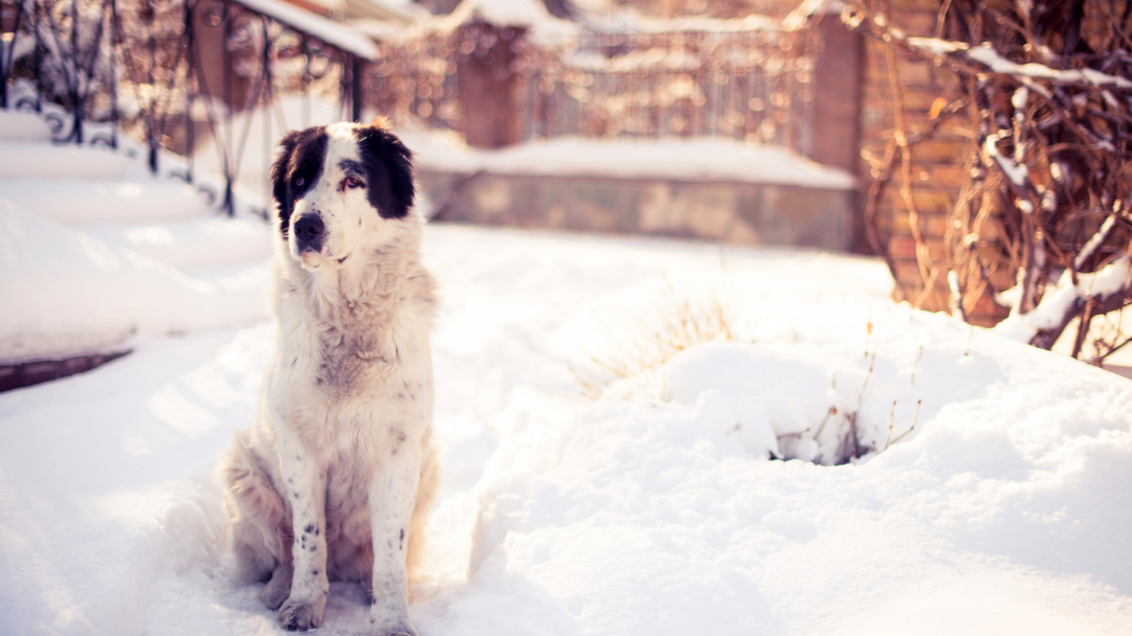Обои Dog In Snowy Yard 1600x900