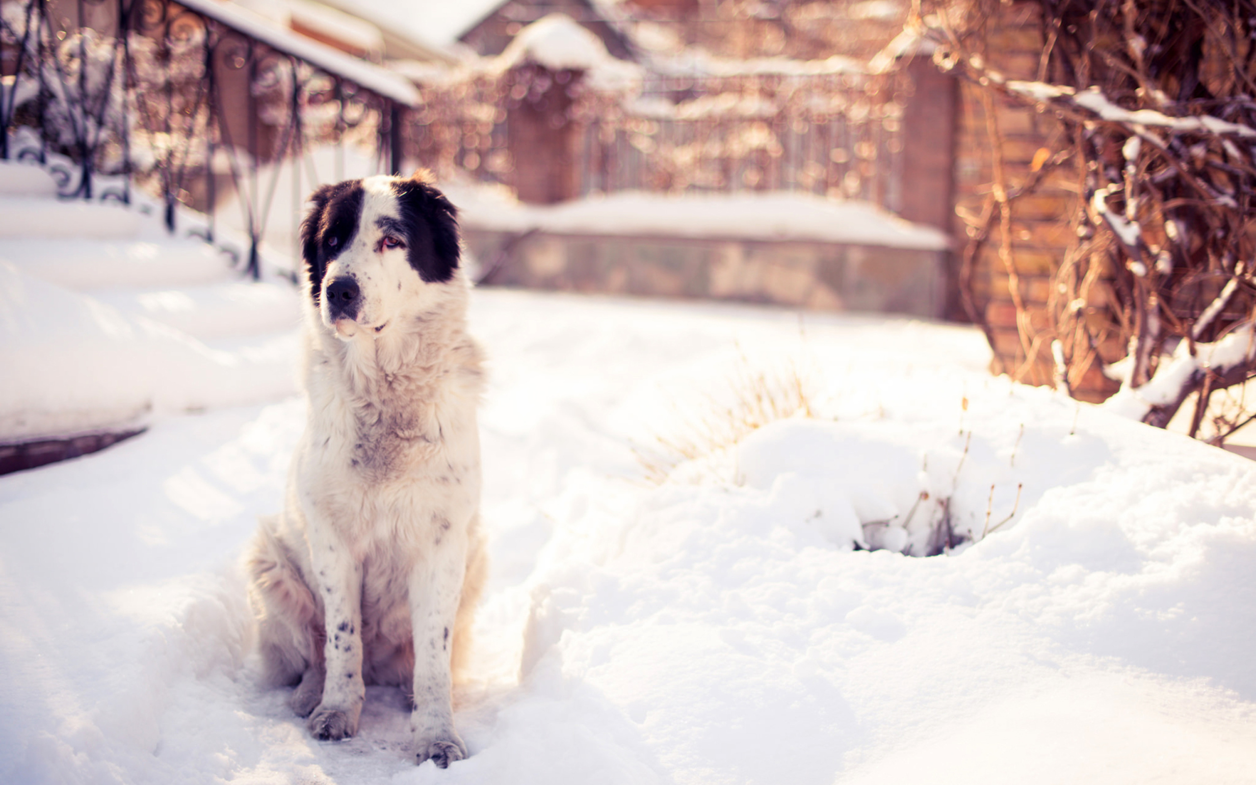 Обои Dog In Snowy Yard 2560x1600