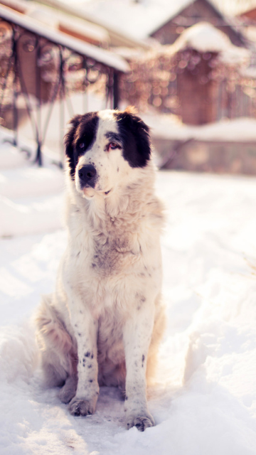 Fondo de pantalla Dog In Snowy Yard 360x640