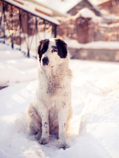 Das Dog In Snowy Yard Wallpaper 480x640