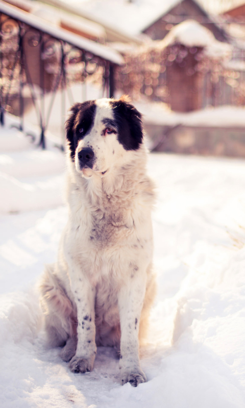 Sfondi Dog In Snowy Yard 480x800