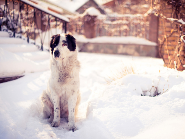Das Dog In Snowy Yard Wallpaper 640x480