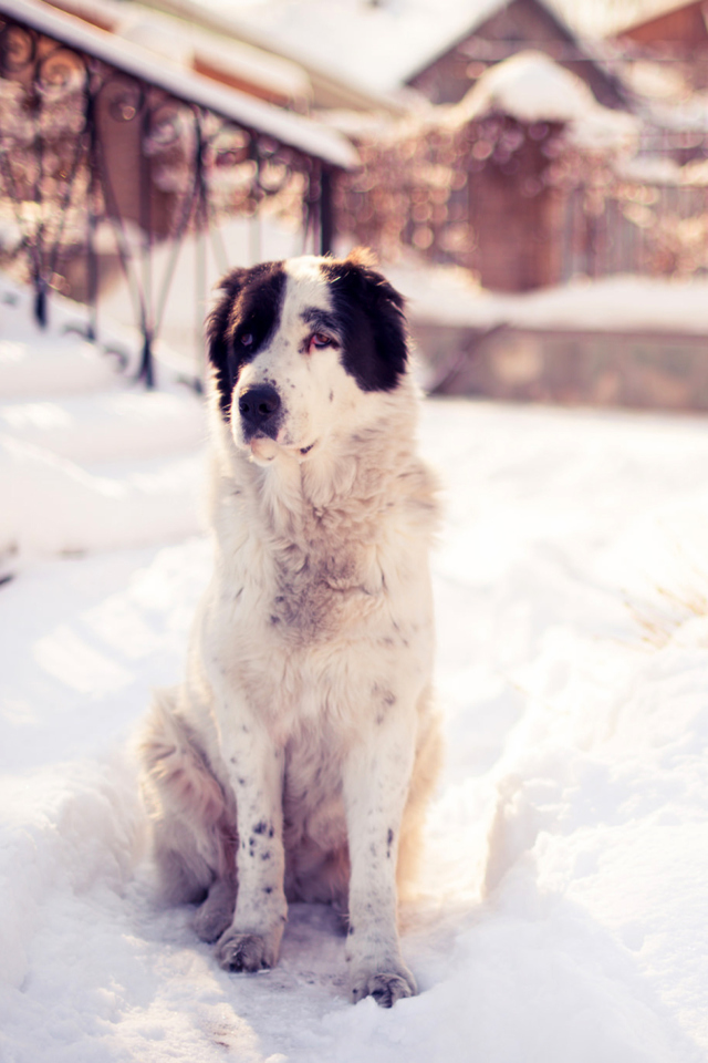 Das Dog In Snowy Yard Wallpaper 640x960