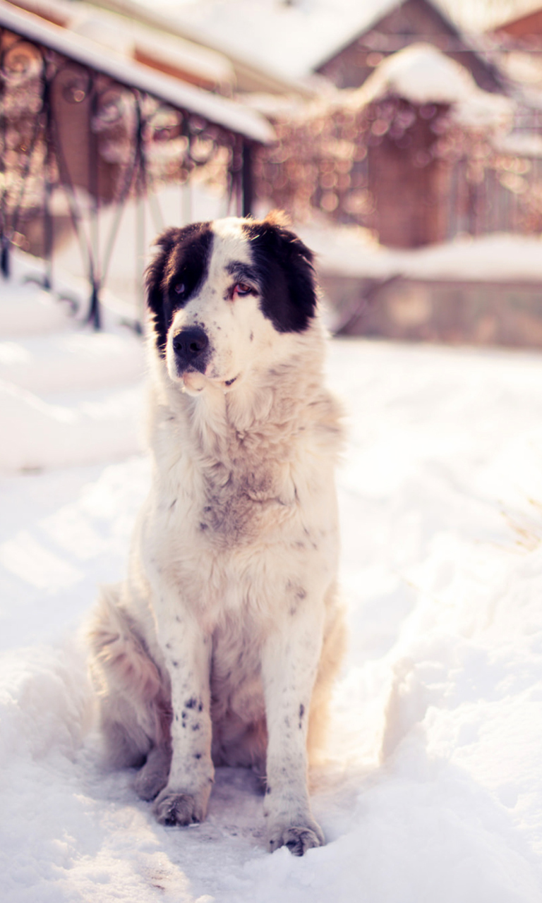 Fondo de pantalla Dog In Snowy Yard 768x1280