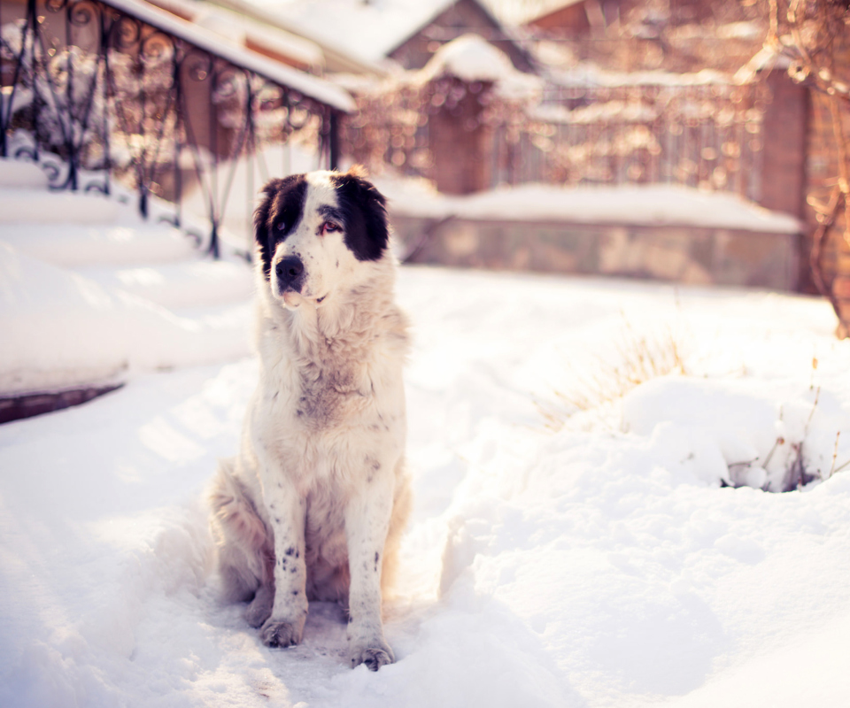 Обои Dog In Snowy Yard 960x800