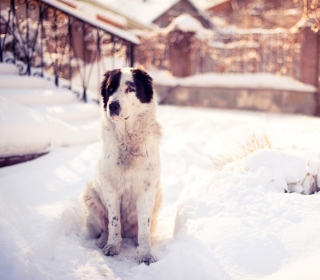 Kostenloses Dog In Snowy Yard Wallpaper für iPad 2