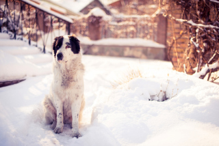 Dog In Snowy Yard Wallpaper for Android, iPhone and iPad