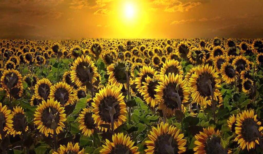 Sfondi Sunrise Over Sunflowers 1024x600