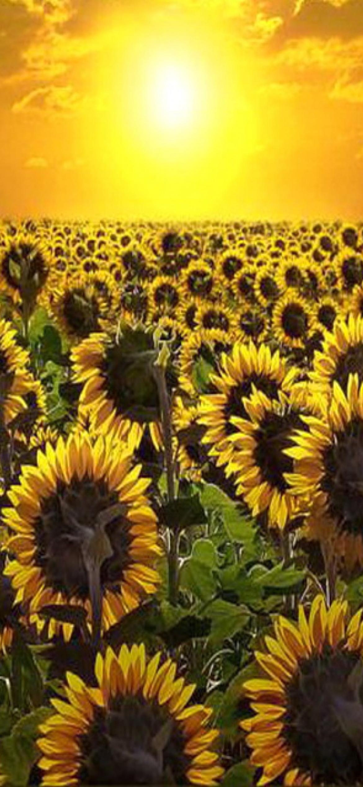 Fondo de pantalla Sunrise Over Sunflowers 1170x2532