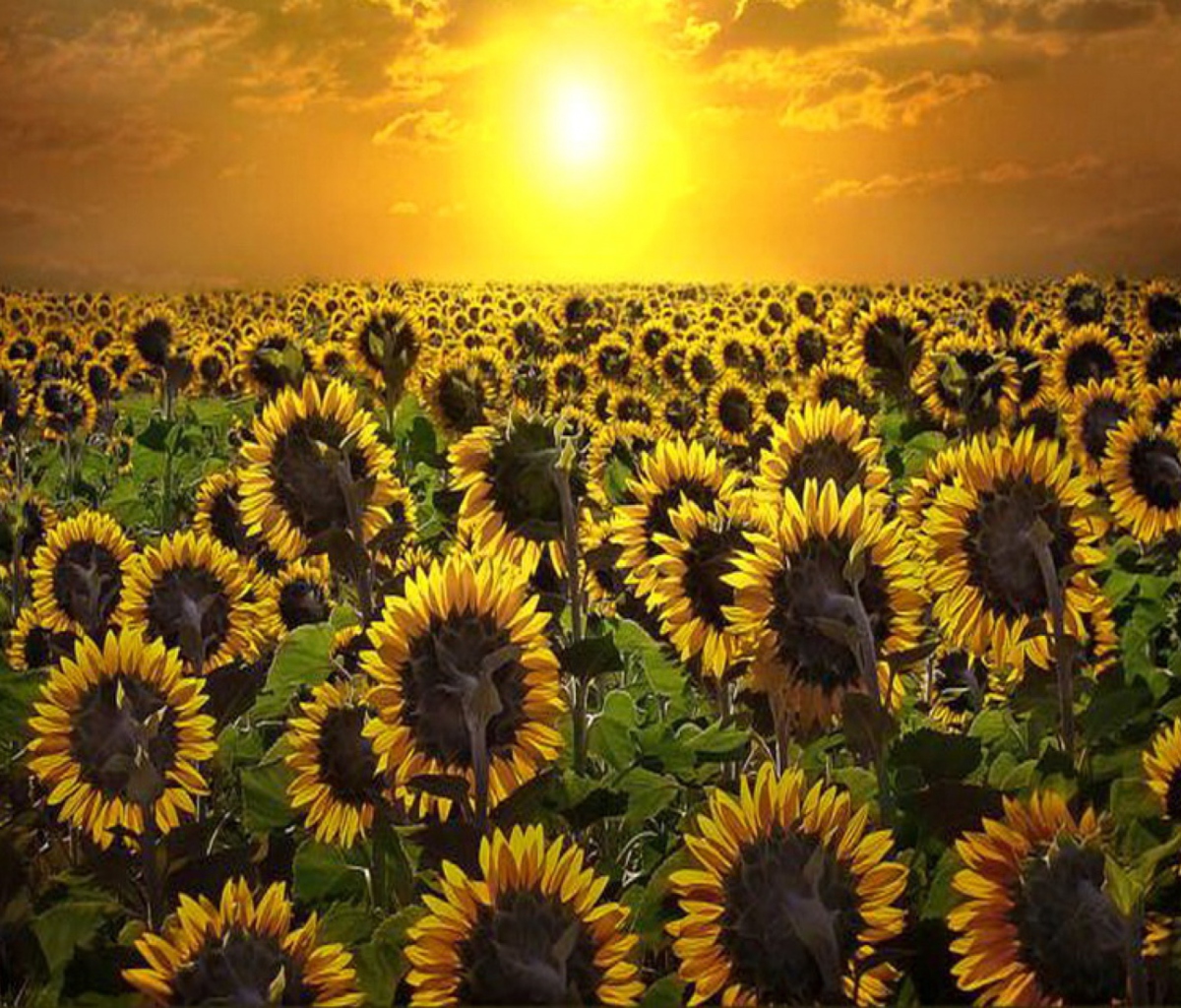 Das Sunrise Over Sunflowers Wallpaper 1200x1024