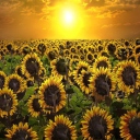 Sfondi Sunrise Over Sunflowers 128x128