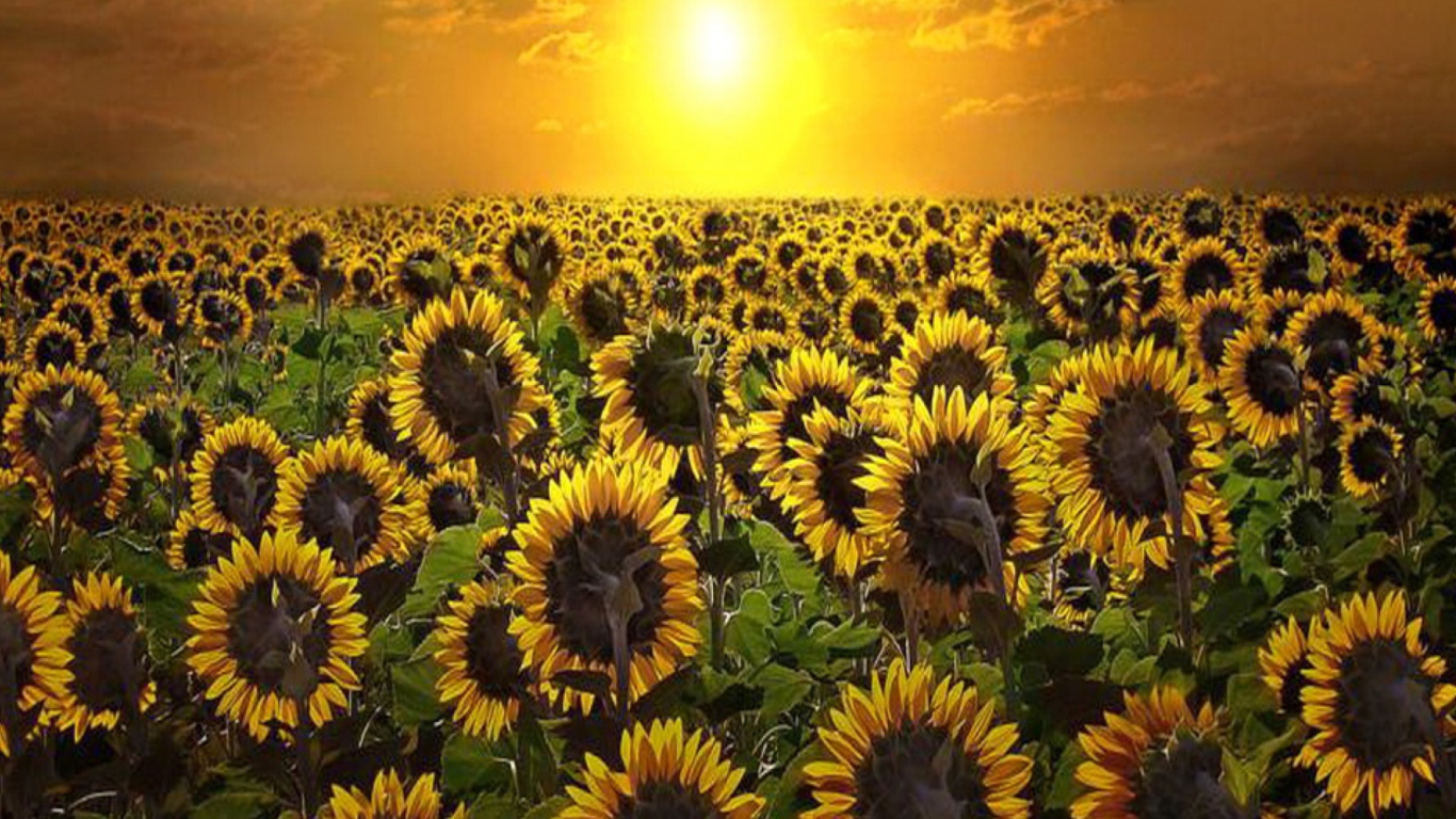 Das Sunrise Over Sunflowers Wallpaper 1366x768