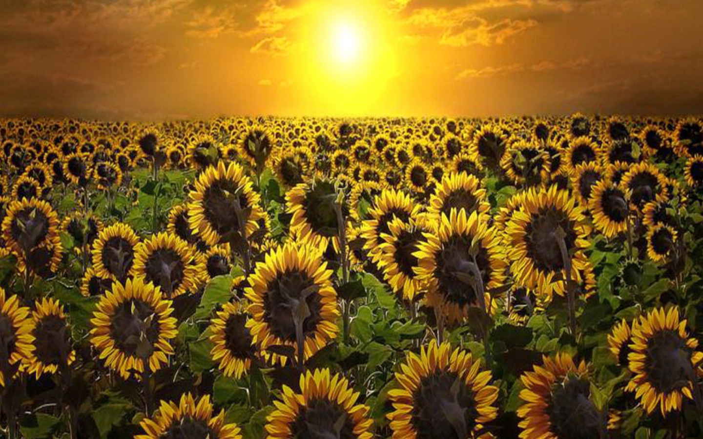 Das Sunrise Over Sunflowers Wallpaper 1440x900