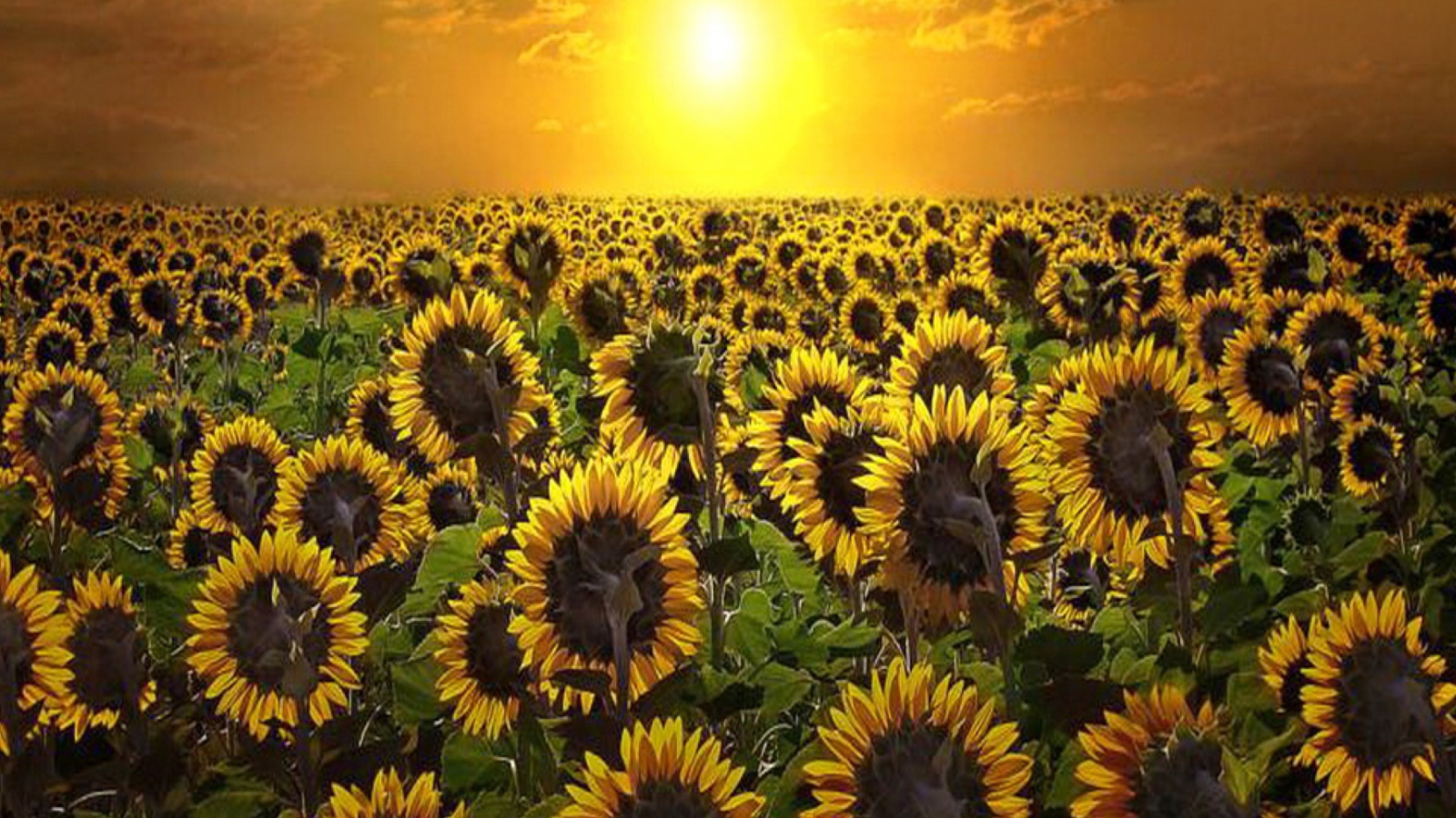 Обои Sunrise Over Sunflowers 1600x900