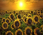 Sunrise Over Sunflowers screenshot #1 176x144