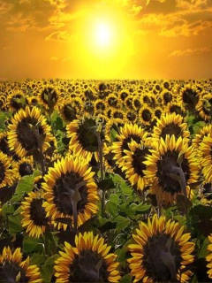 Fondo de pantalla Sunrise Over Sunflowers 240x320