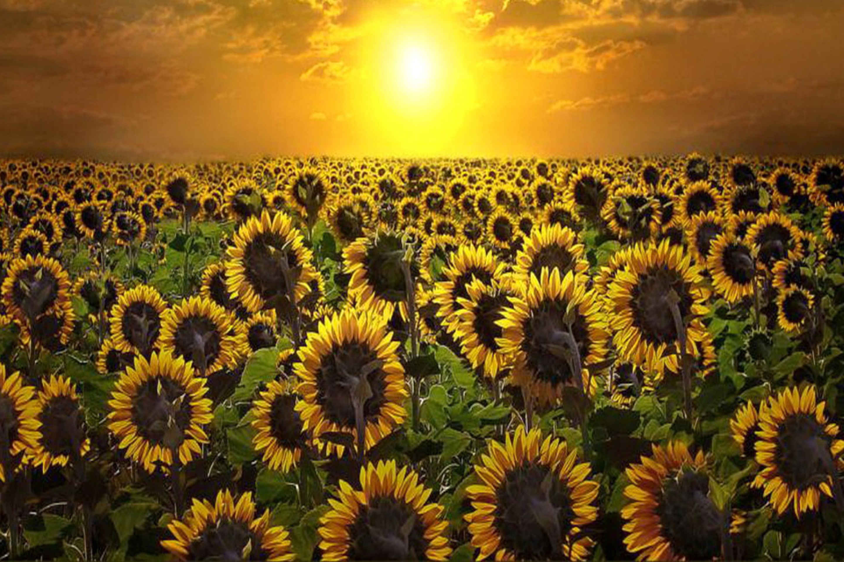 Das Sunrise Over Sunflowers Wallpaper 2880x1920