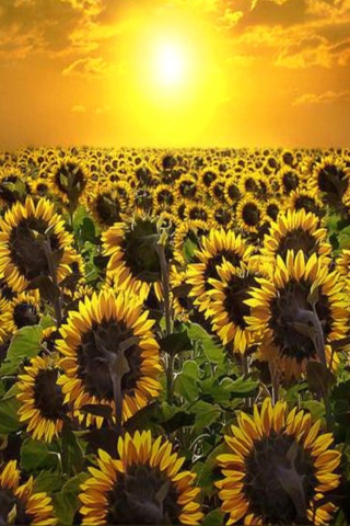 Обои Sunrise Over Sunflowers 320x480