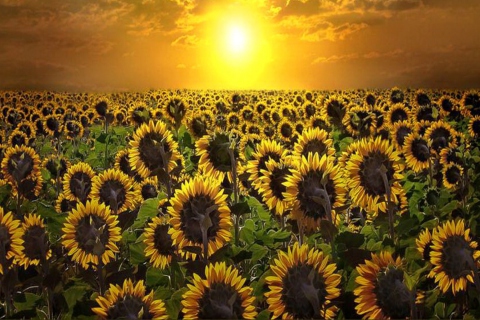 Fondo de pantalla Sunrise Over Sunflowers 480x320