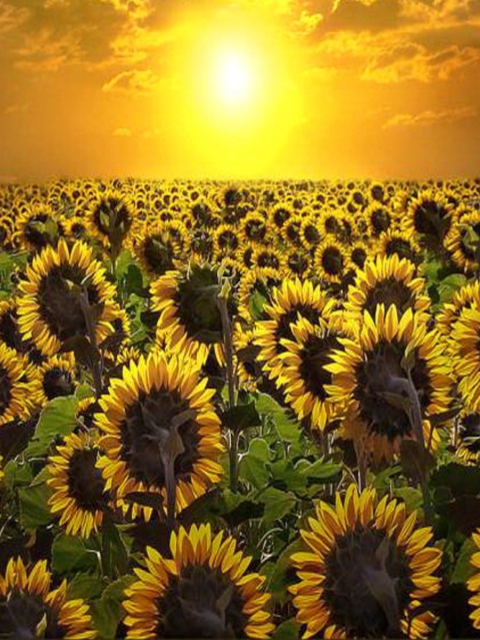Sunrise Over Sunflowers wallpaper 480x640