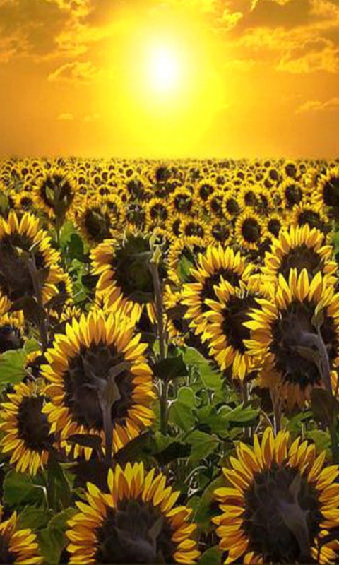 Das Sunrise Over Sunflowers Wallpaper 480x800