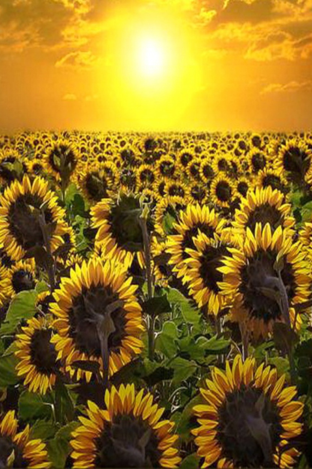 Das Sunrise Over Sunflowers Wallpaper 640x960