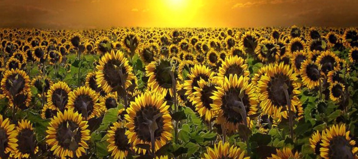 Das Sunrise Over Sunflowers Wallpaper 720x320