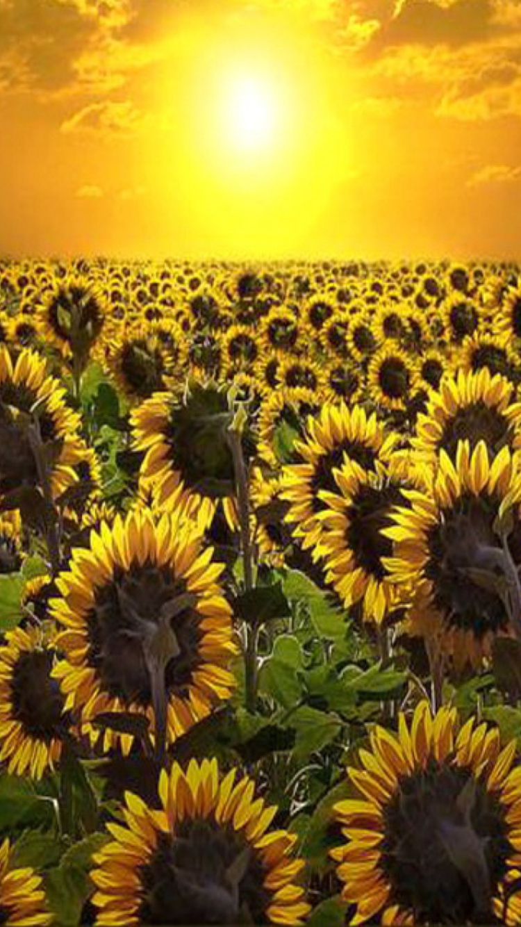 Das Sunrise Over Sunflowers Wallpaper 750x1334