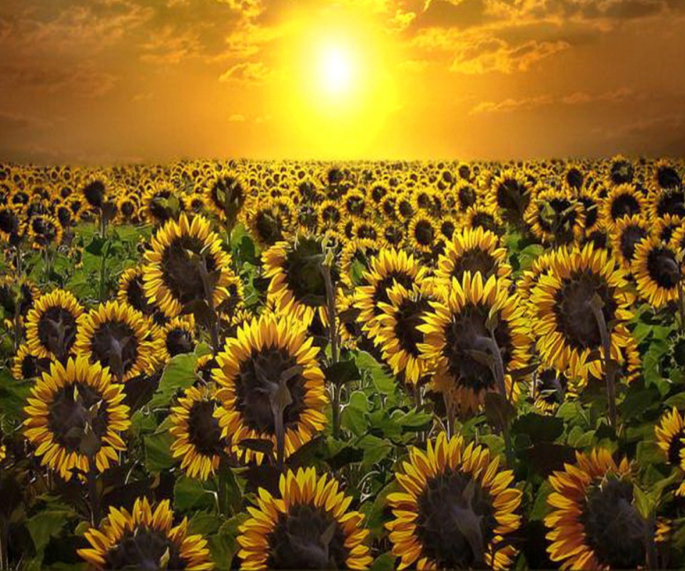 Обои Sunrise Over Sunflowers 960x800