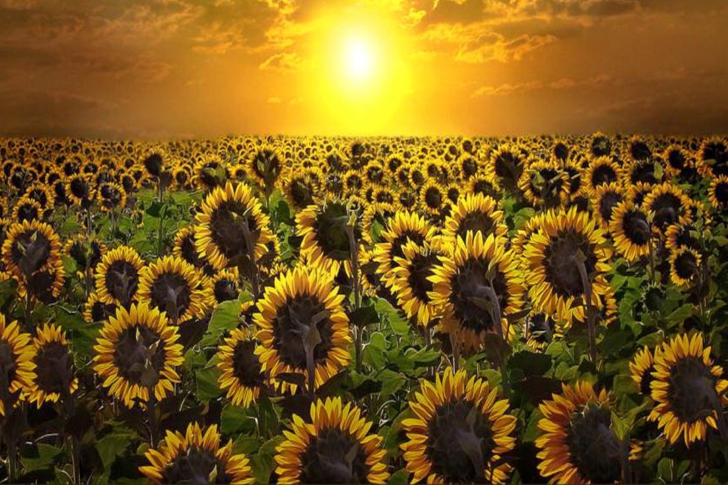 Sfondi Sunrise Over Sunflowers