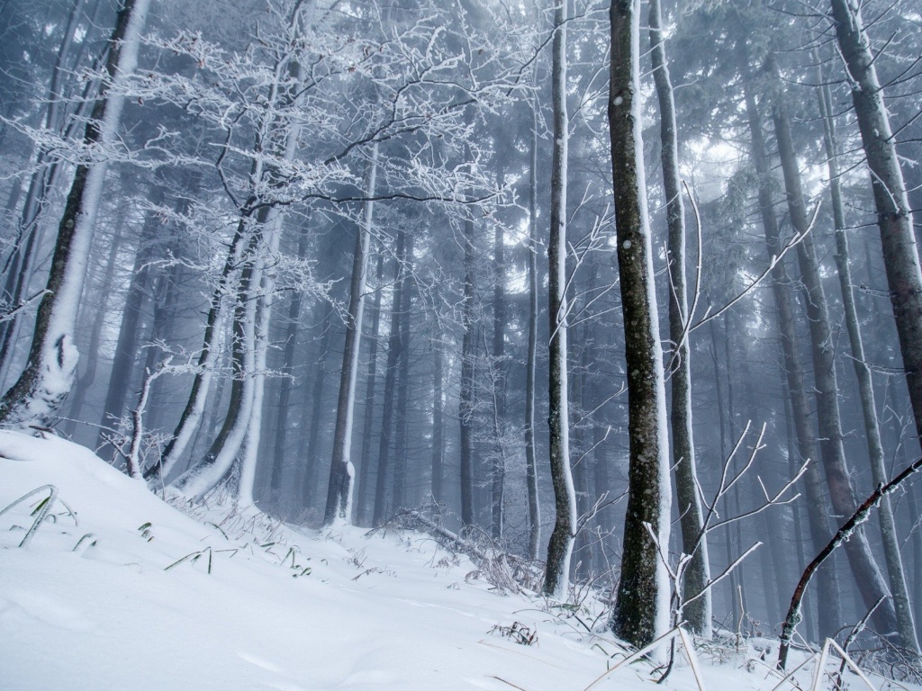 Das Winter Forest Wallpaper 1024x768