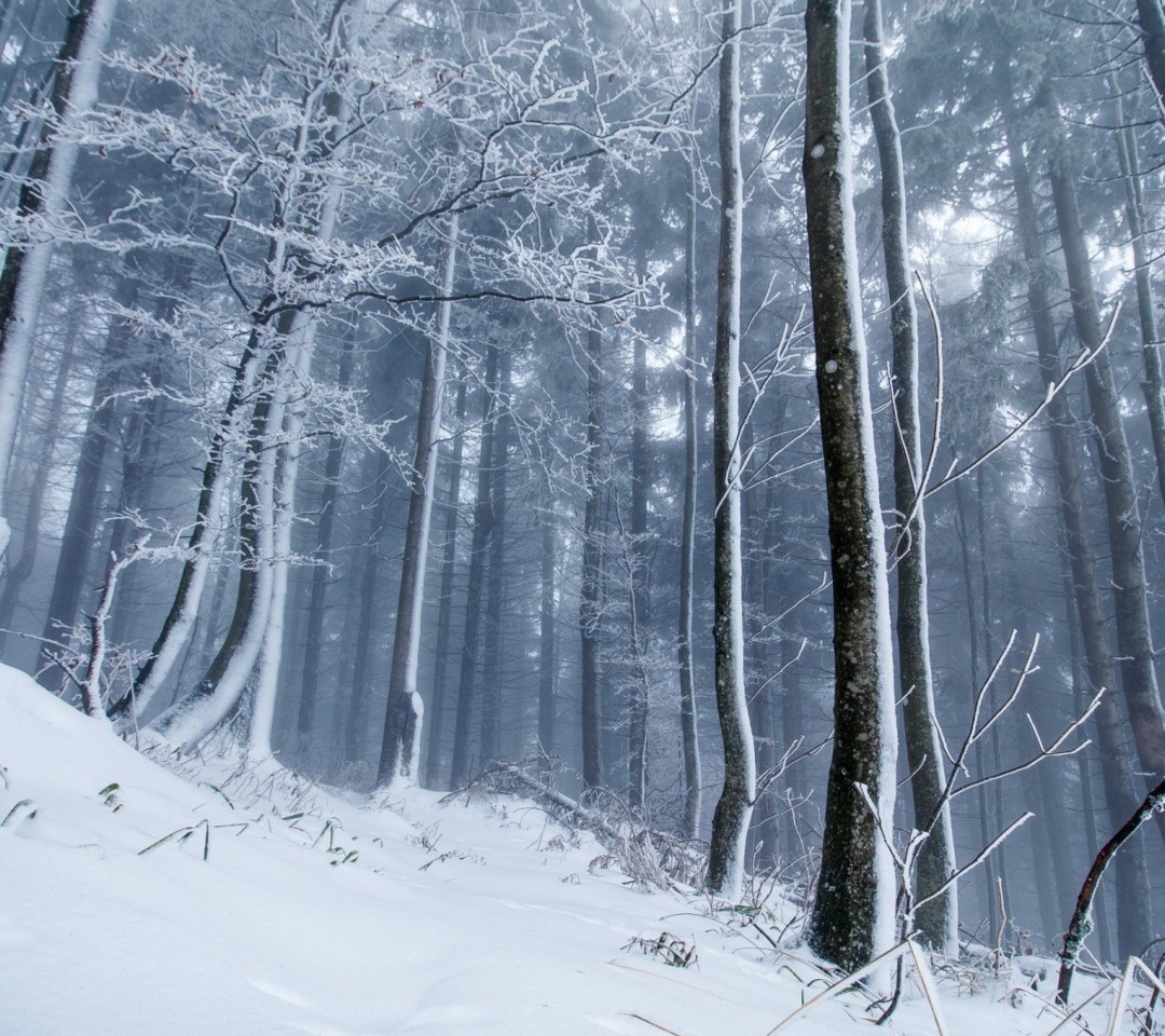 Das Winter Forest Wallpaper 1080x960