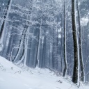 Sfondi Winter Forest 128x128