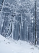 Das Winter Forest Wallpaper 132x176