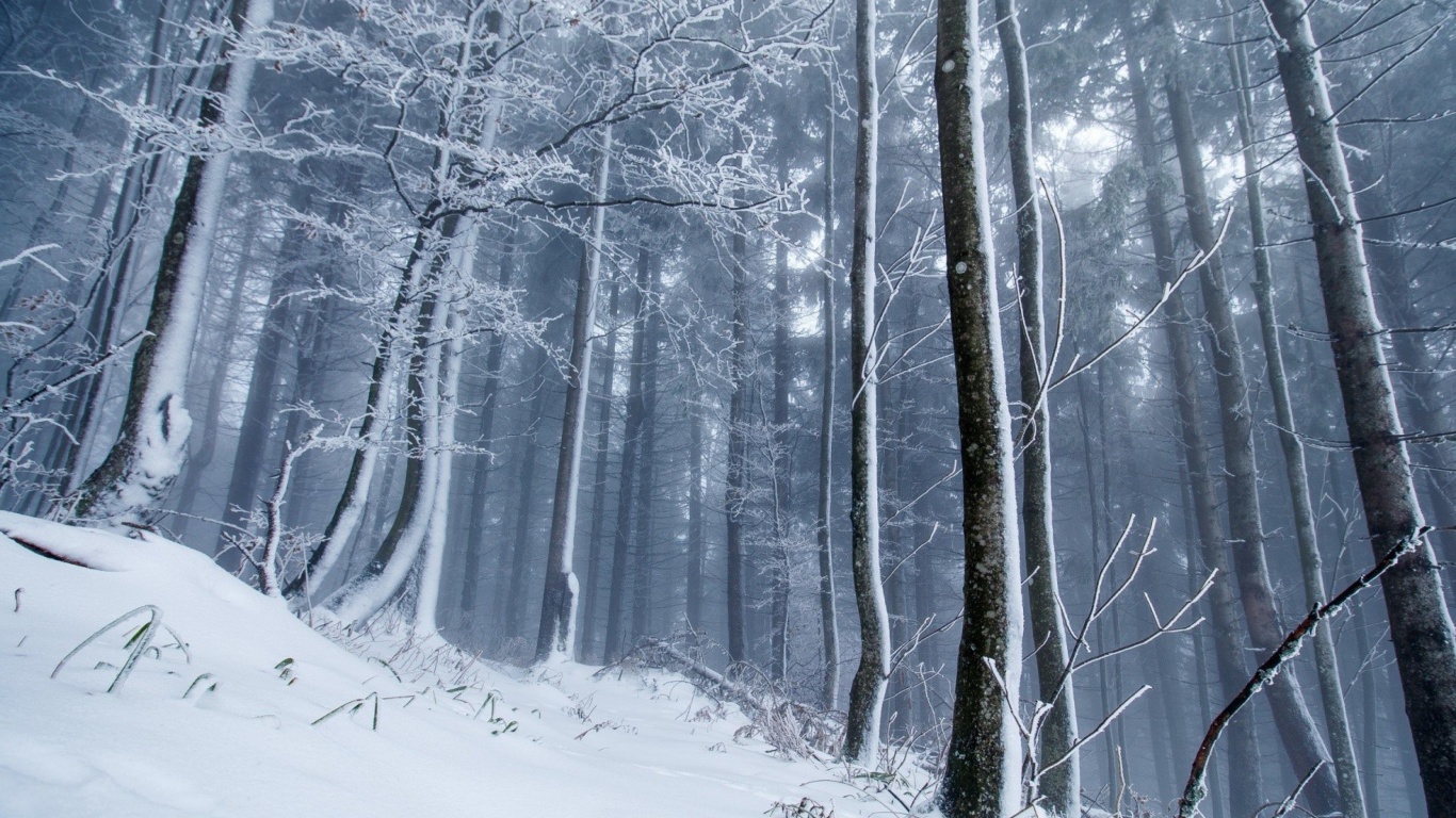Das Winter Forest Wallpaper 1366x768