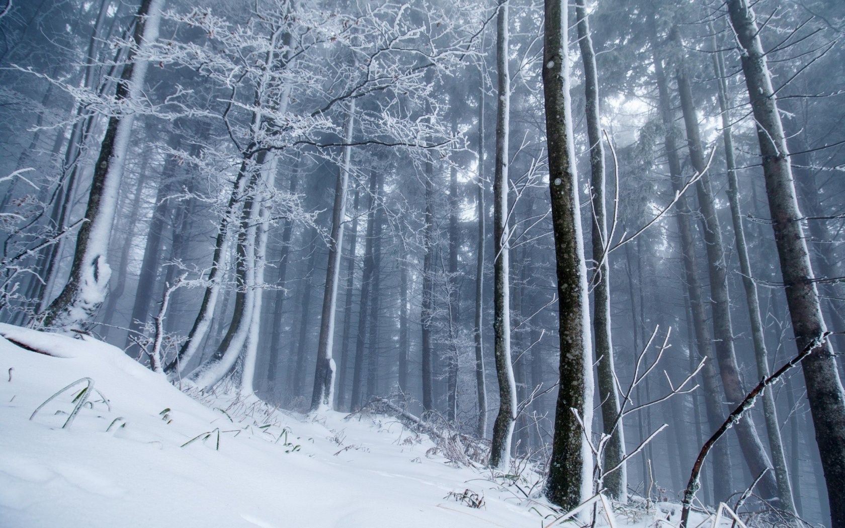 Sfondi Winter Forest 1680x1050