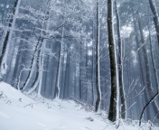 Fondo de pantalla Winter Forest 176x144