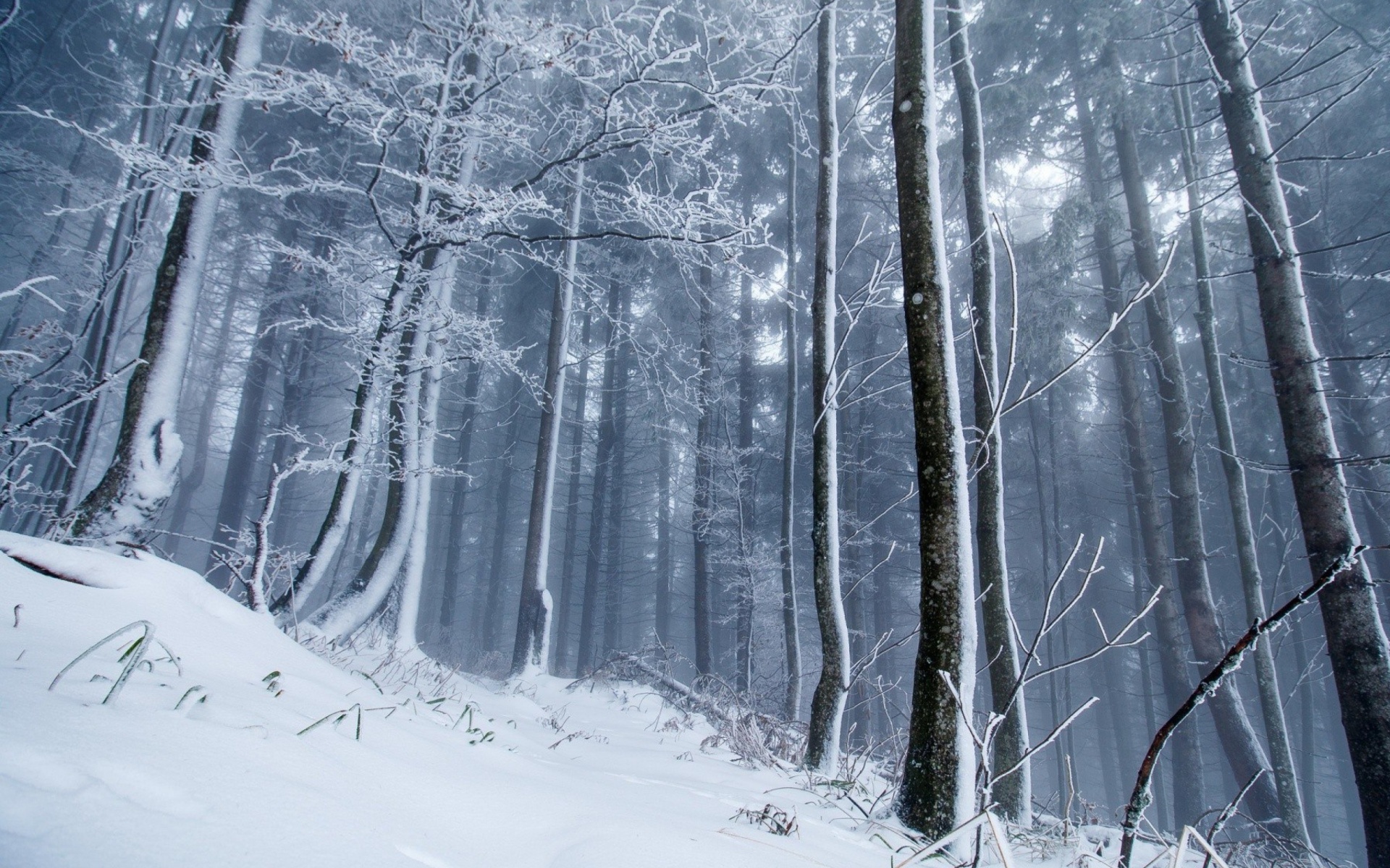 Winter Forest wallpaper 1920x1200