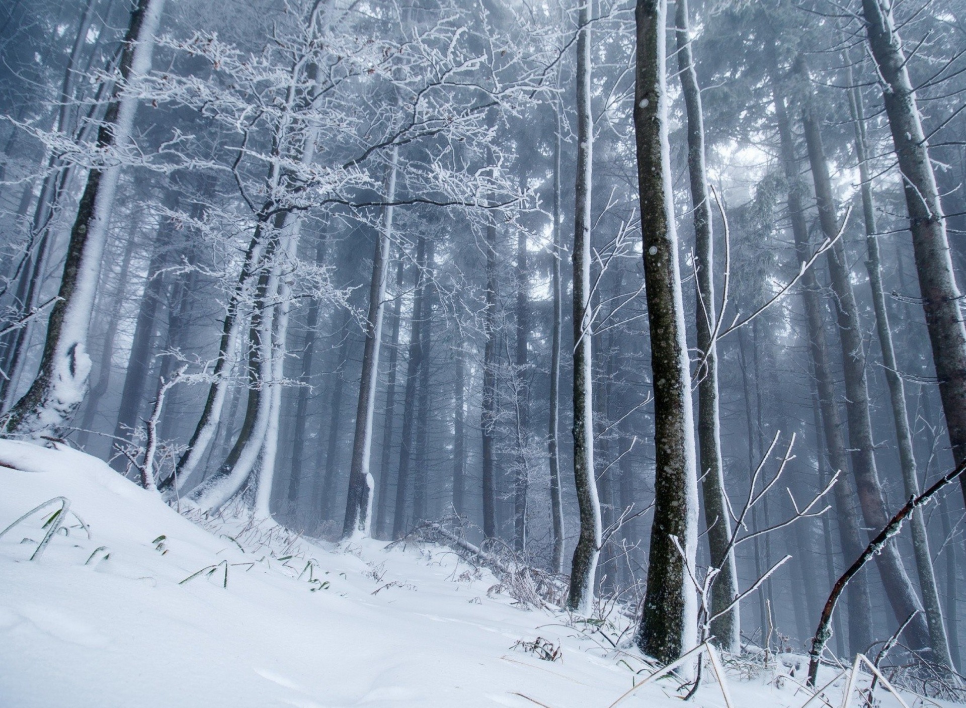 Sfondi Winter Forest 1920x1408