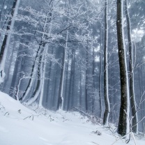 Sfondi Winter Forest 208x208