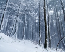 Fondo de pantalla Winter Forest 220x176
