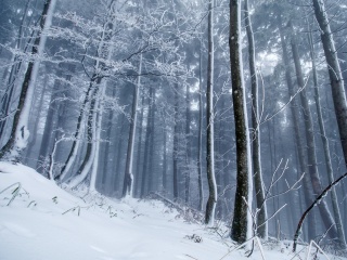 Sfondi Winter Forest 320x240