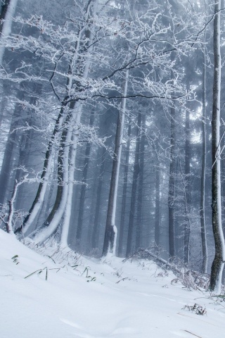 Fondo de pantalla Winter Forest 320x480