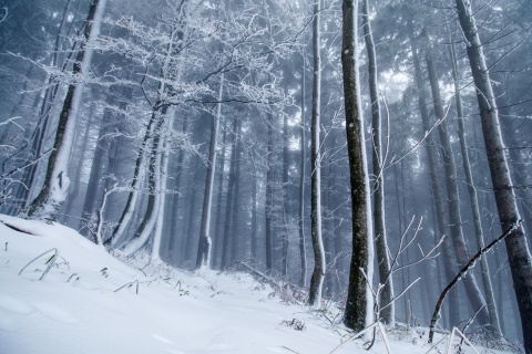 Das Winter Forest Wallpaper 480x320