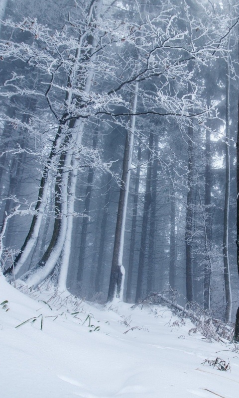 Fondo de pantalla Winter Forest 480x800