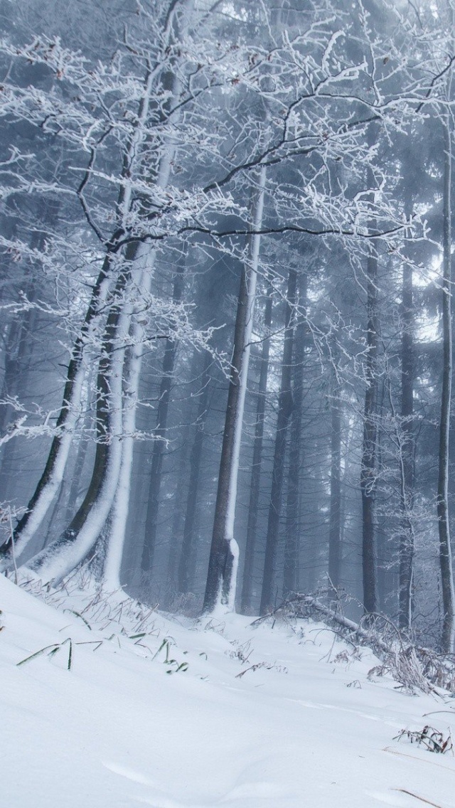 Sfondi Winter Forest 640x1136