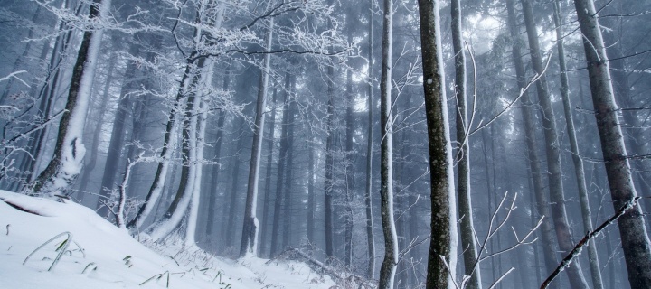 Sfondi Winter Forest 720x320