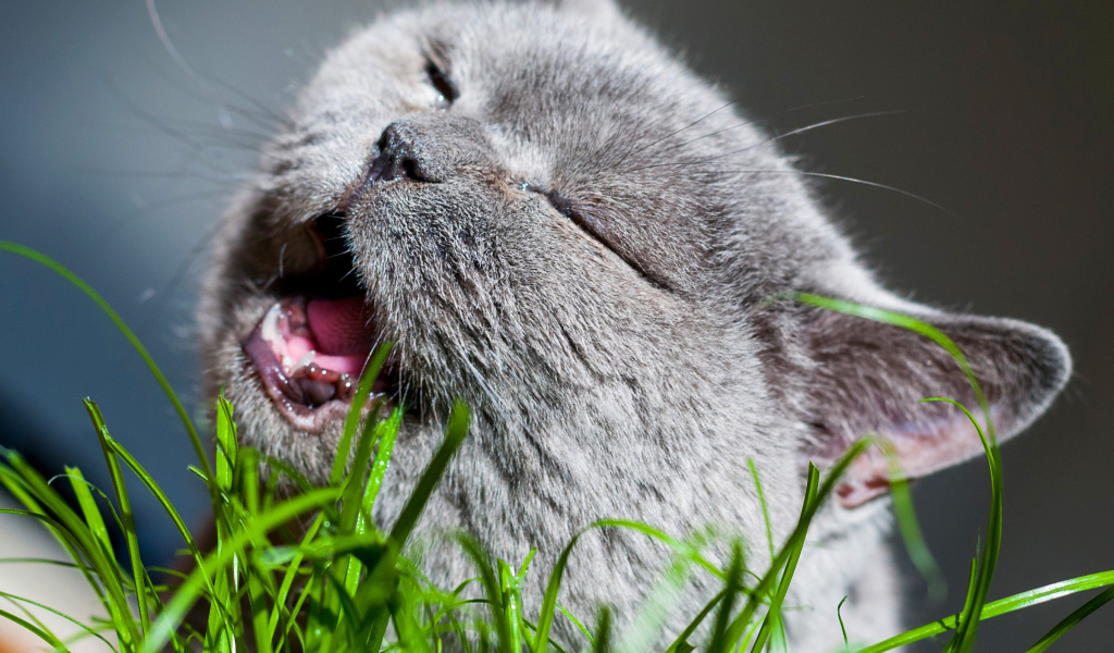 Sfondi Cat on grass 1024x600